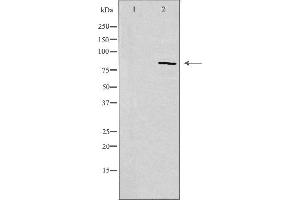 Western blot analysis of extracts from Jurkat cells, using CDH11 antibody. (OB Cadherin antibody  (Internal Region))