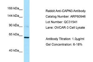 Western Blotting (WB) image for anti-Calpain 3 (CAPN3) (C-Term) antibody (ABIN2788627) (Calpain 3 antibody  (C-Term))