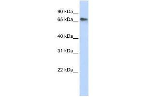 Western Blotting (WB) image for anti-Replication Initiator 1 (REPIN1) antibody (ABIN2457922) (REPIN1 antibody)