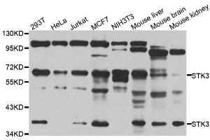 Western blot analysis of extracts of various cell lines, using STK3 antibody. (STK3 antibody  (AA 323-450))