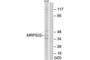 Western blot analysis of extracts from COS cells, using MRPS22 Antibody. (MRPS22 antibody  (AA 231-280))