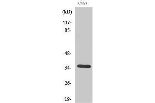OR52E1 antibody  (Internal Region)