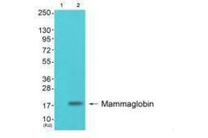 Western blot analysis of extracts from colo cells (Lane 2), using Mammaglobin antiobdy. (Mammaglobin A antibody)