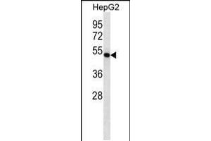 Western blot analysis in HepG2 cell line lysates (35ug/lane). (FDFT1 antibody  (C-Term))