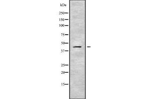 Western blot analysis SERPINB10 using LOVO whole cell lysates (SERPINB10 antibody  (Internal Region))