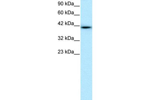 WWTR1 anticorps  (N-Term)