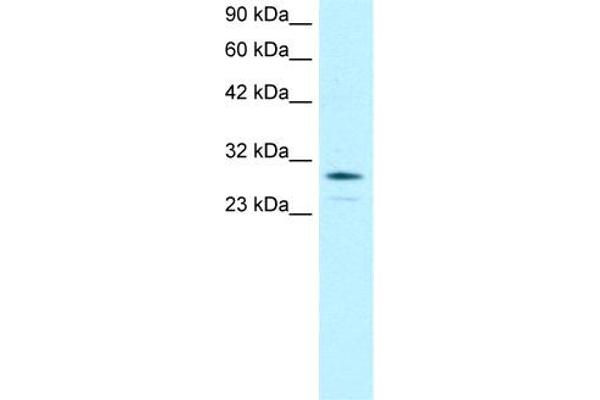 OTX2 antibody  (N-Term)