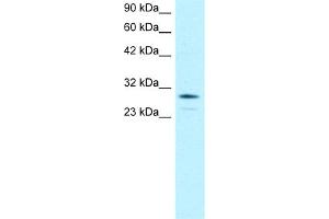 OTX2 antibody  (N-Term)