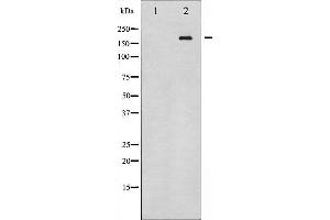 ERBB4 antibody  (C-Term)