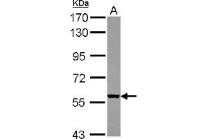 Western Blotting (WB) image for anti-WD Repeat Domain 49 (WDR49) (AA 343-666) antibody (ABIN1501751) (WDR49 antibody  (AA 343-666))
