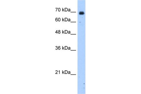 ZNF823 Antikörper  (N-Term)