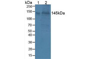 Figure. (BCAN antibody  (AA 23-353))