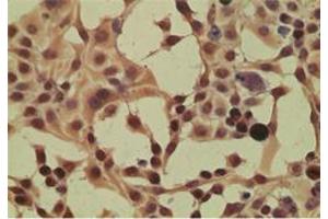 Image no. 3 for anti-Importin 8 (IPO8) (AA 850-900) antibody (ABIN207675) (Importin 8 antibody  (AA 850-900))