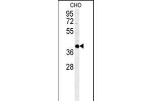 CCYL1 Antibody (N-term) (ABIN651917 and ABIN2840452) western blot analysis in CHO cell line lysates (35 μg/lane). (CCNYL1 antibody  (N-Term))