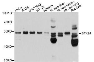 STK24 anticorps  (AA 312-431)