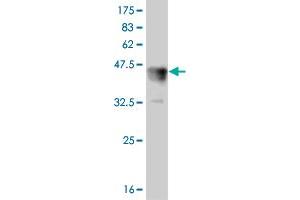 Western Blot detection against Immunogen (37. (LEF1 antibody  (AA 33-138))