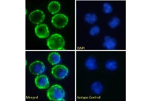 Immunofluorescence staining of fixed Daudi cells with anti-CD37 antibody WR17. (Recombinant CD37 antibody)