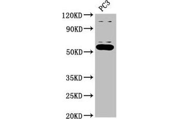 OMA1 antibody  (AA 22-194)