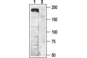 Western blot analysis of rat brain membranes: - 1.