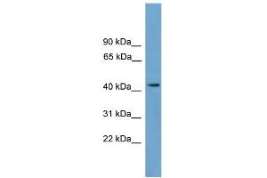 WB Suggested Anti-MFSD3 Antibody Titration:  0. (MFSD3 antibody  (Middle Region))