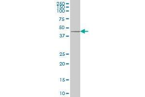 DKK1 monoclonal antibody (M11), clone 2A5 Western Blot analysis of DKK1 expression in U-2 OS . (DKK1 antibody  (AA 1-266))