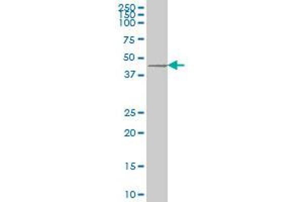 DKK1 antibody  (AA 1-266)