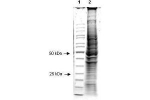 Coommassie stained SDS-PAGE of 20 µl of Human Derived Hep2 Whole Cell Lysate (Ready-to-Use) separated in a 4-20% gradient gel under reducing conditions (lane 2). (Hep2 Whole Cell Lysate)