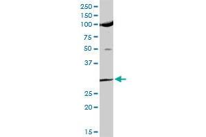 USF1 MaxPab rabbit polyclonal antibody. (USF1 antibody  (AA 1-310))