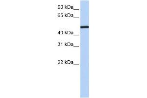WB Suggested Anti-NR2F1 Antibody Titration:  0.