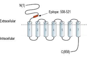 Representative domain view of the target of ABIN7885568.