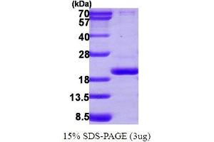 SDS-PAGE (SDS) image for Peptidylprolyl Isomerase (Cyclophilin)-Like 3 (PPIL3) (AA 1-161) protein (His tag) (ABIN667571) (PPIL3 Protein (AA 1-161) (His tag))