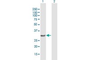 Western Blot analysis of LOC150786 expression in transfected 293T cell line by LOC150786 MaxPab polyclonal antibody. (WTH3DI antibody  (AA 1-254))