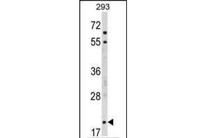 Western blot analysis of MOBP Antibody (N-term) (ABIN390900 and ABIN2841107) in 293 cell line lysates (35 μg/lane).