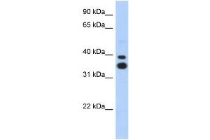 WB Suggested Anti-MSX2 Antibody Titration: 0. (Msx2/Hox8 antibody  (N-Term))