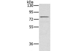 Western Blot analysis of Raw264. (TAB3 antibody)