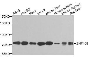 Western blot analysis of extracts of various cells, using ZNF408 antibody.
