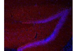 Indirect immunostaining of PFA fixed mouse hippocampus section (dilution 1 : 2000; red). (Neurogranin antibody)