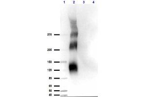 Western Blot results of Rabbit Anti-DNA Pkcs pT609 Antibody. (PRKDC antibody  (pThr2609))