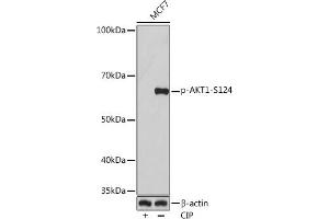 Western blot analysis of extracts of MCF7 cells, using Phospho--S124 Rabbit mAb (ABIN7271245) at 1:1000 dilution. (AKT1 antibody  (pSer124))