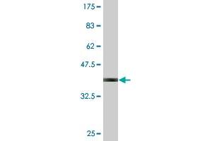 Western Blot detection against Immunogen (36. (CD55 antibody  (AA 35-134))