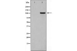 Western blot analysis on HT29 cell lysate using GPRIN1 Antibody，The lane on the left is treated with the antigen-specific peptide. (GPRIN1 antibody  (Internal Region))