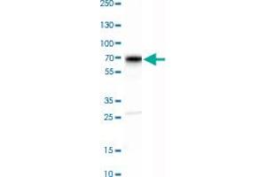 Western Blot analysis of SH-SY5Y cell lysate with SCG3 polyclonal antibody .