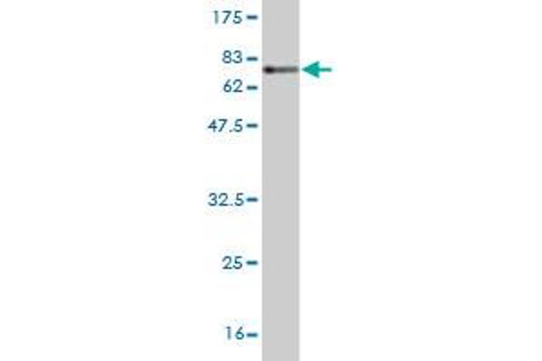 TSC22D4 antibody  (AA 1-395)