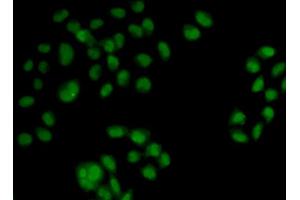 Immunofluorescence (IF) image for anti-2',5'-Oligoadenylate Synthetase 1, 40/46kDa (OAS1) antibody (ABIN1873992) (OAS1 antibody)