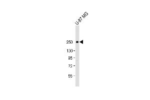 SCN1A antibody  (AA 481-515)