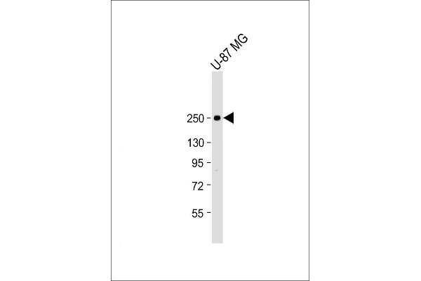 SCN1A antibody  (AA 481-515)