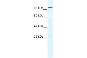 CLCN3 antibody used at 1. (CLCN3 antibody  (C-Term))