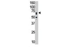 The SIGLEC5 polyclonal antibody  is used in Western blot to detect SIGLEC5 in mouse liver tissue lysate.