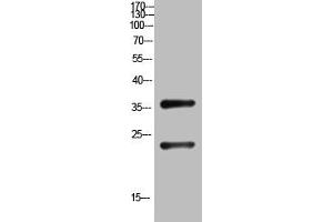 Western Blot analysis of customer's (cat sample) using QM Polyclonal Antibody. (PRL3D1 antibody  (N-Term))
