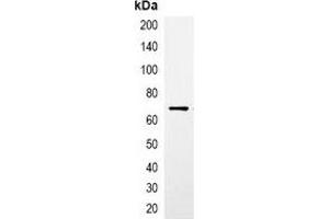 Immunoprecipitation of CBP-tagged protein from HEK293T cells transfected with vector overexpressing CBP tag, using Anti-CBP-tag Antibody. (CBP Tag antibody)